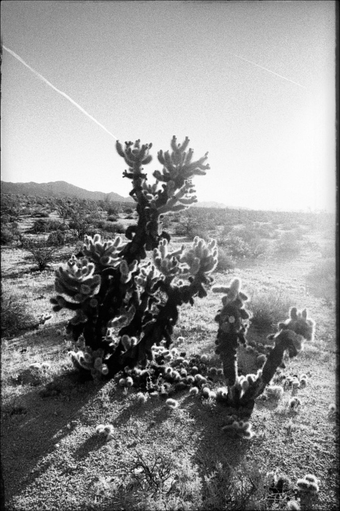 Jumping cholla backlit by the morning sun in the Colorado Desert of southern California