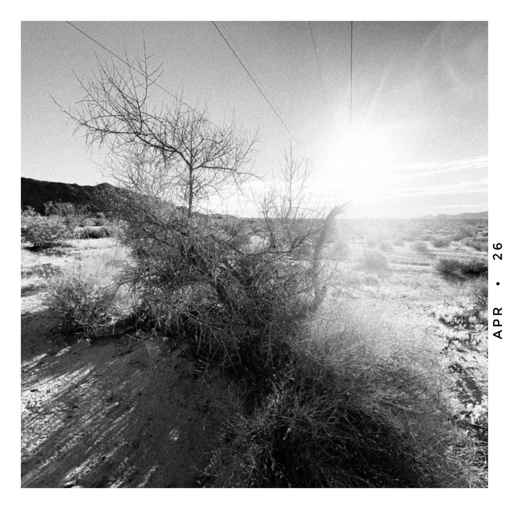 palo verde tree and morning sun in the southern california desert