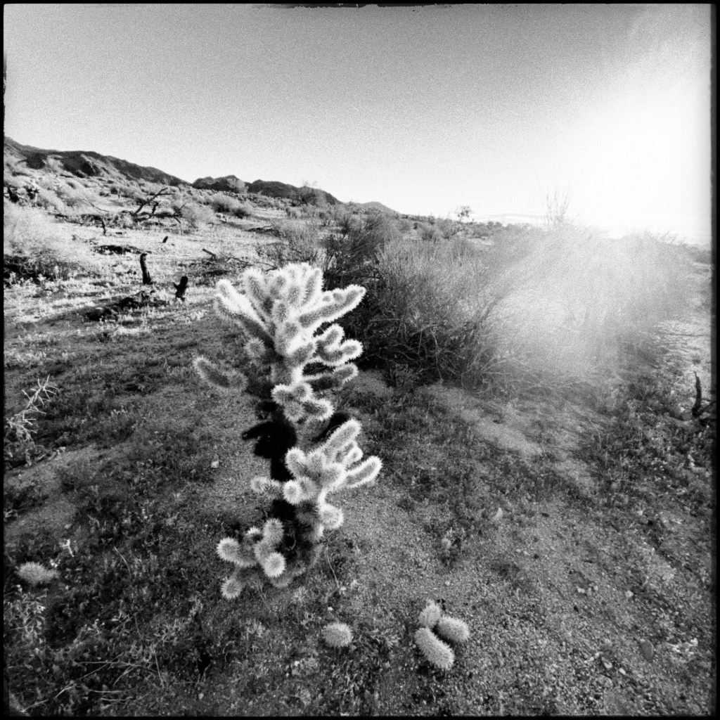 teddy bear cholla along southern boundary of joshua tree national park