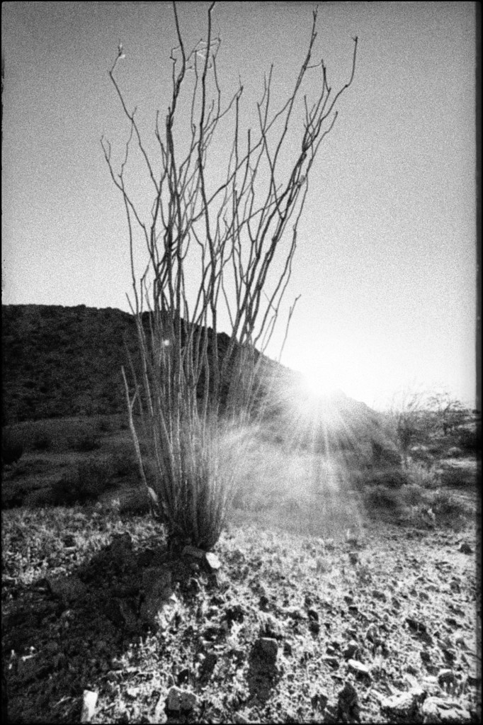 ocotillo with the sun coming up over a mountain in joshua tree national park