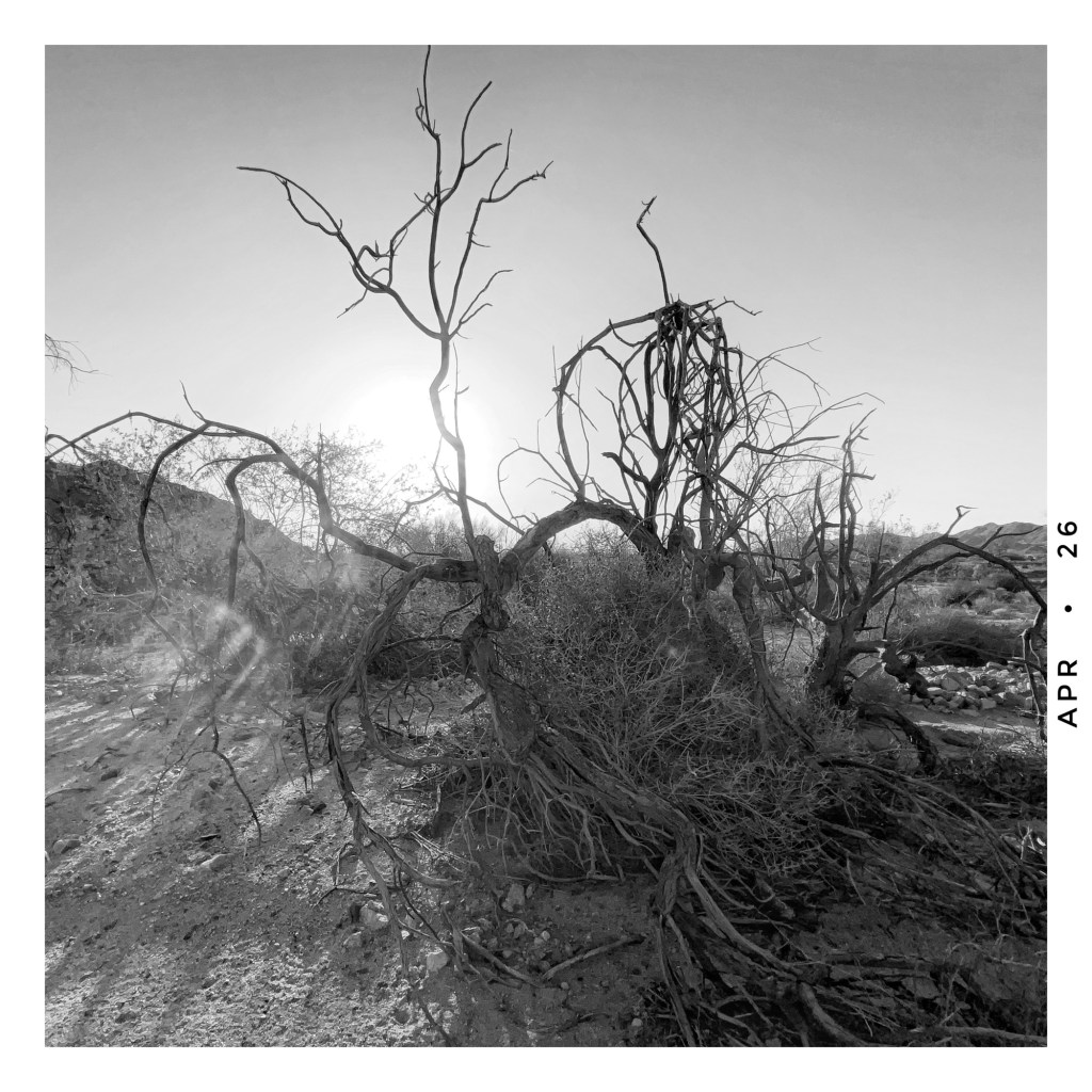 dead ironwood sculpture and rising sun in the wilderness of joshua tree national park