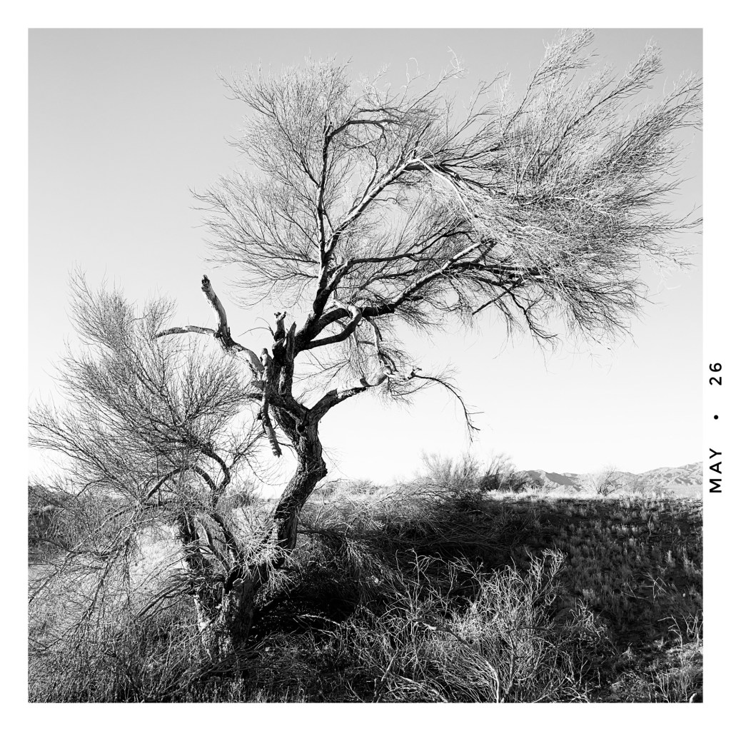 palo verde no. 1 - the first of a series of 31 palo verdes, one a day for the month of may