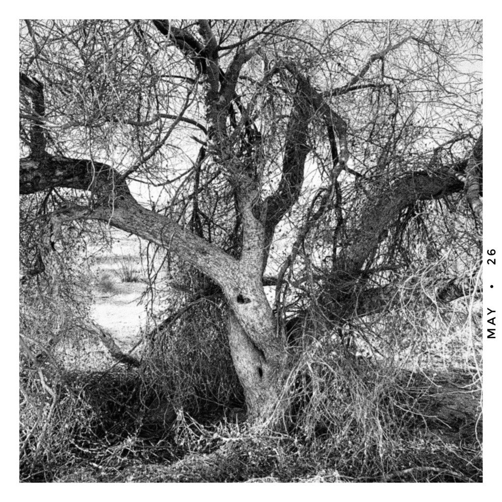 number two of a series of thirty one palo verde trees in the colorado desert of southern california