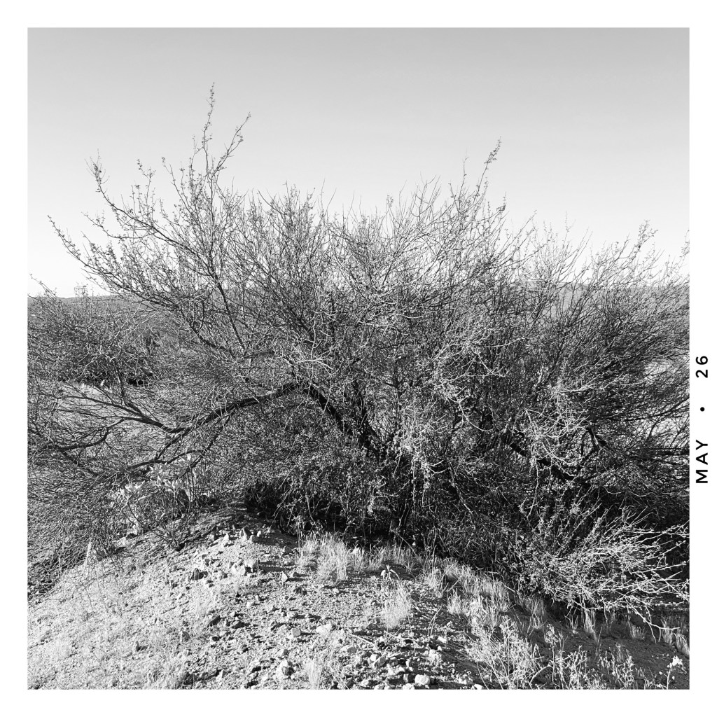 young palo verde tree in the colorado desert of southern california